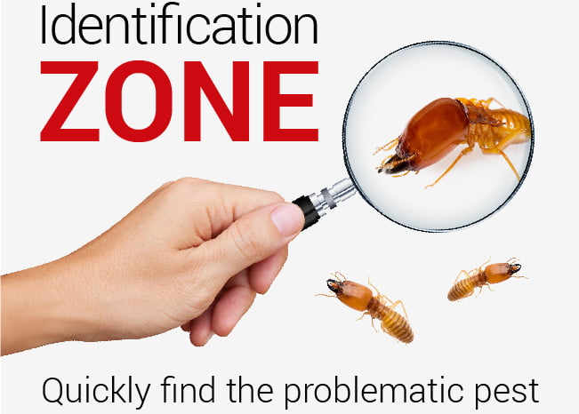 pest-identification-zone