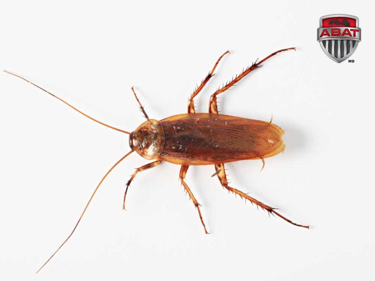 American Cockroach