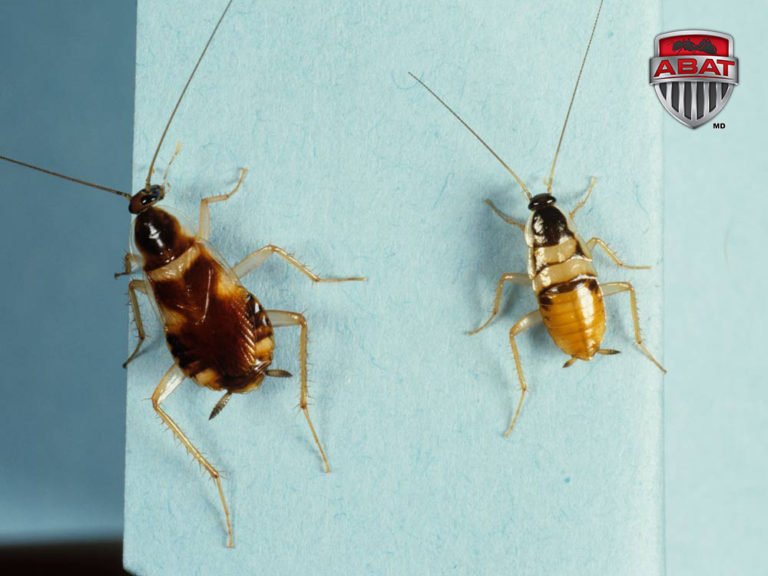 Brown Banded Cockroach